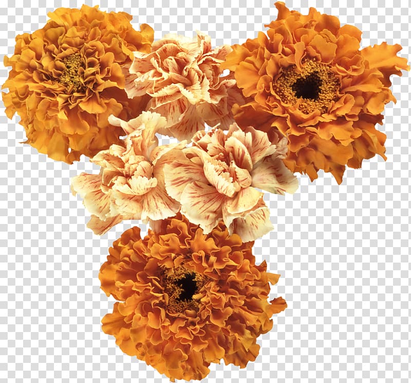 Cut flowers Orange , flower transparent background PNG clipart