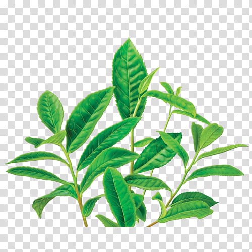 Green tea Earl Grey tea Tea plant Herbal tea, tea bag squeezer transparent background PNG clipart