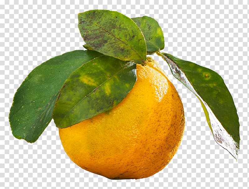 Clementine Mandarin orange Lemon Rangpur Lime, lemon transparent background PNG clipart