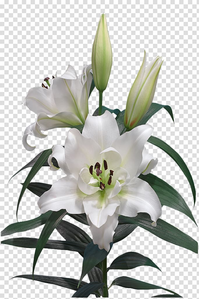 Cut flowers Easter lily Lilium candidum Oriental Hybrids, flower transparent background PNG clipart