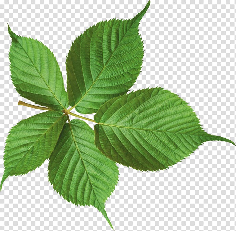 Leaf Icon, Green Leaf transparent background PNG clipart