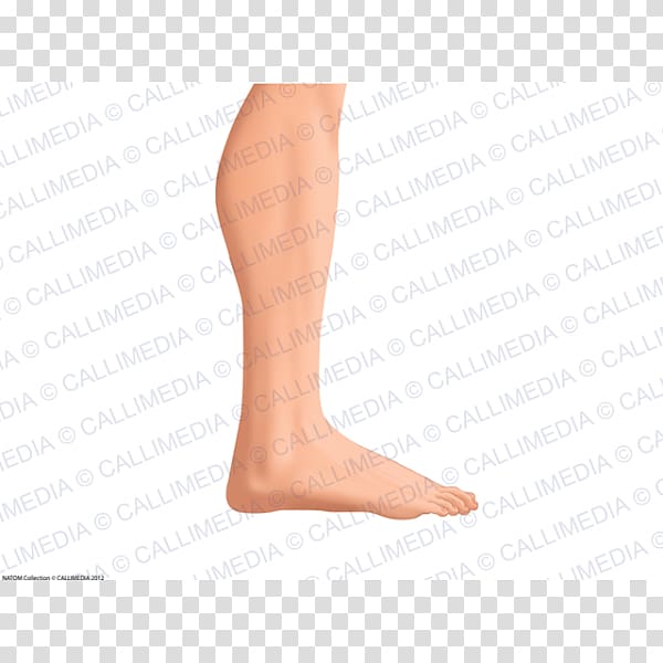 Thumb Calf Foot Ankle Thigh, pernas transparent background PNG clipart