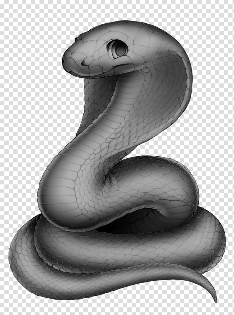 Snake Reptile Grayscale Wikia, snake transparent background PNG clipart