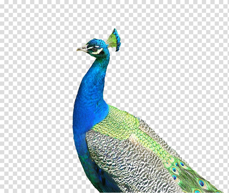 Asiatic peafowl Bird u9ce5u985e: u5b54u96c0 Southeast Fly the Peacocks, peacock transparent background PNG clipart