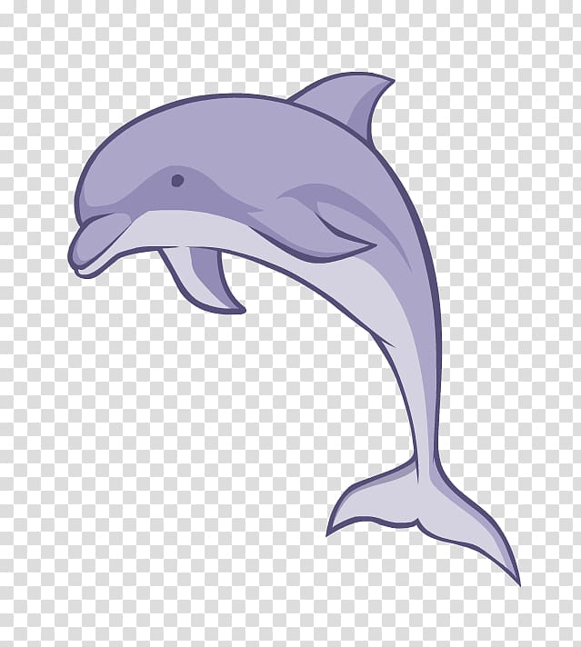 Common bottlenose dolphin Short-beaked common dolphin Tucuxi Wholphin Rough-toothed dolphin, Whales Dolphins And Porpoises transparent background PNG clipart