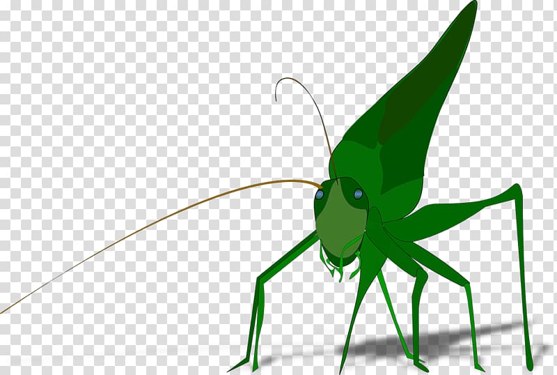 Drawing The Ant and the Grasshopper , grasshopper transparent background PNG clipart