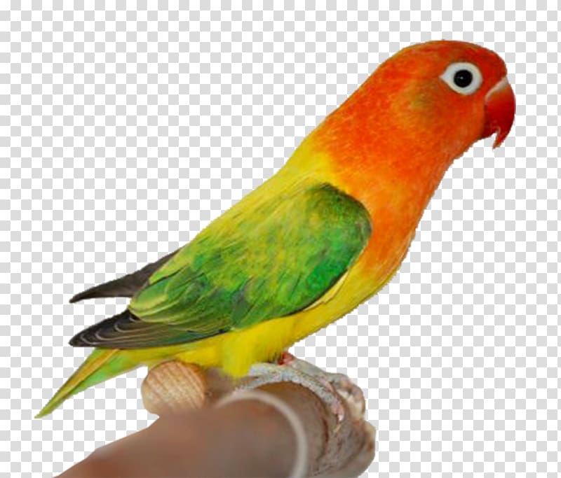 red and green bird, Fischer\'s lovebird Lutino rosy-faced lovebird mutation Yellow-collared lovebird, lovebirds transparent background PNG clipart