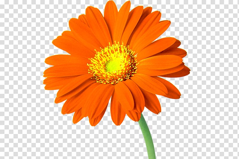 Cut flowers Common daisy , gerbera transparent background PNG clipart