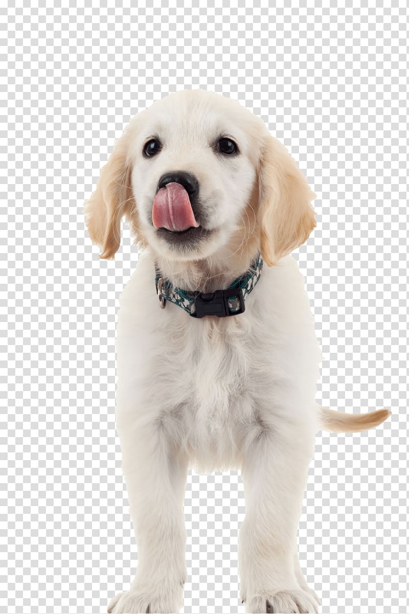Labrador Retriever Golden Retriever Rottweiler Puppy Dog Food, golden retriever transparent background PNG clipart