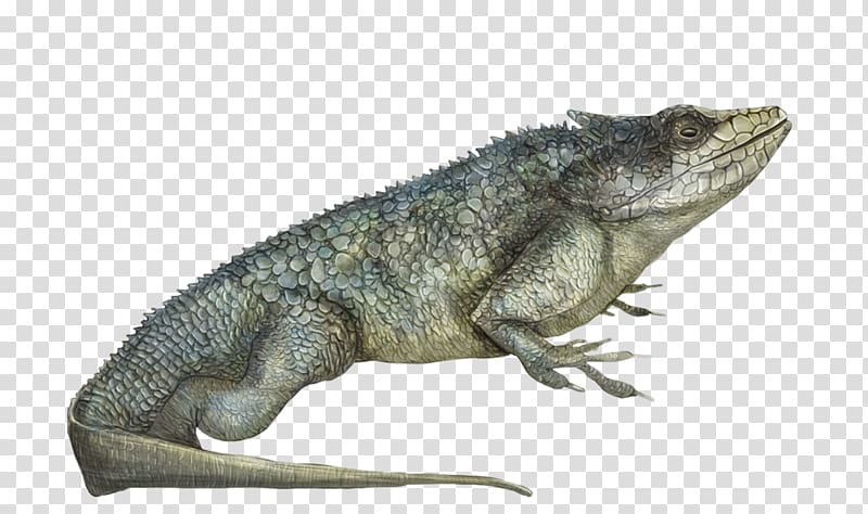 Common Iguanas Chameleons Dragon Lizards Amphibian Crocodiles, amphibian transparent background PNG clipart