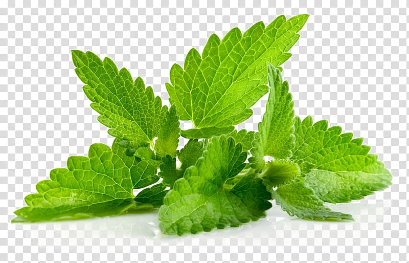 green mint leaves , Herb Leaf Peppermint Menthol Patchouli, plant transparent background PNG clipart