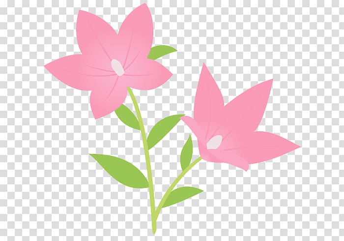 Platycodon grandiflorus Flower Illustration Autumn Petal, transparent background PNG clipart