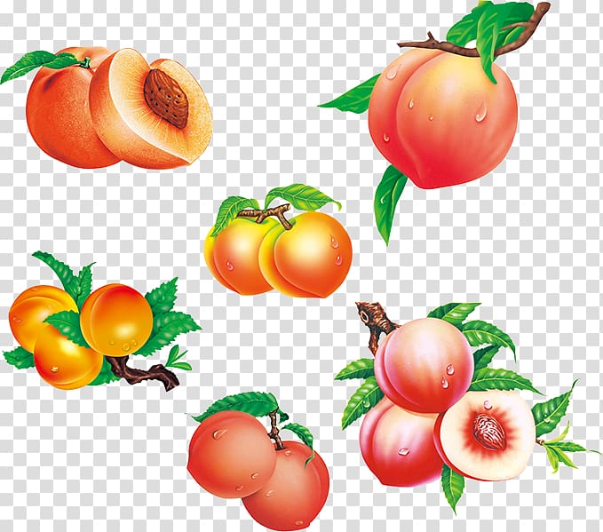 Saturn Peach Fruit Auglis, Peaches transparent background PNG clipart