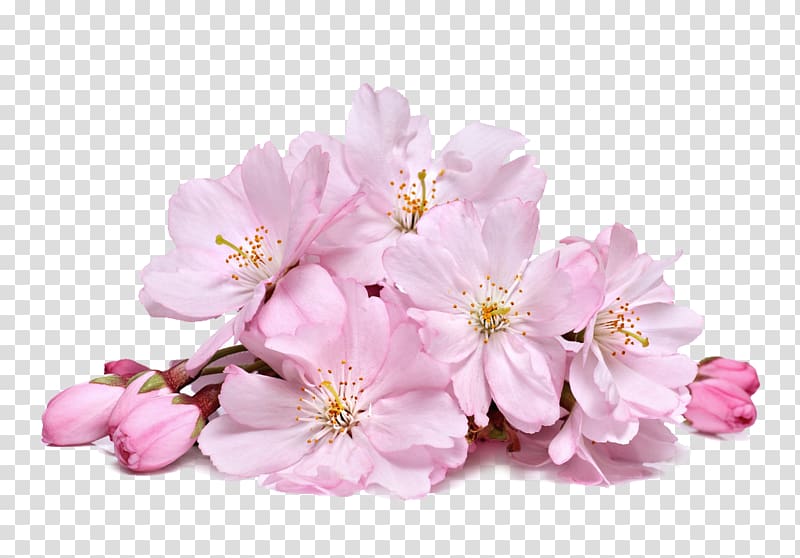 pink flowers illustration, Cherry blossom Cream Skin whitening, Pink cherry blossoms transparent background PNG clipart