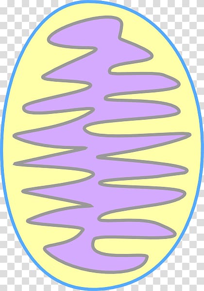 Mitochondrion Endoplasmic reticulum Cell , Mitochondria transparent background PNG clipart