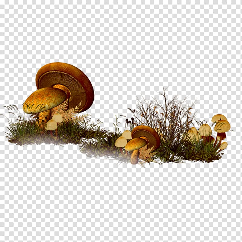 Mushroom , Retro meadow mushrooms transparent background PNG clipart