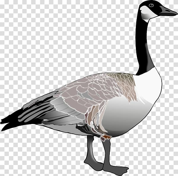 Canada Goose Bird , Goose transparent background PNG clipart
