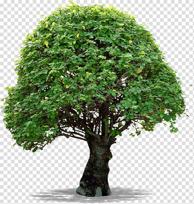 Tree Computer Icons file formats , tree transparent background PNG clipart
