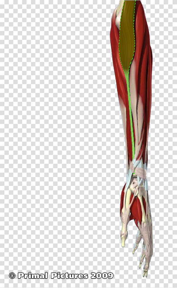 Finger Human leg Hip Knee Shoulder, arm muscle transparent background PNG clipart