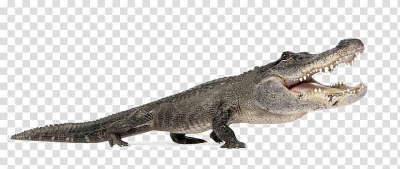 Nile crocodile American alligator Reptile Alligators, Ferocious alligator animal transparent background PNG clipart
