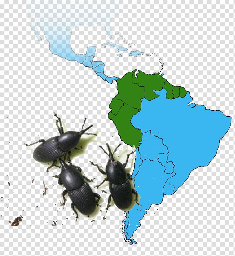 National University of Colombia Beetle Rhynchophorus ferrugineus Invasive species Promosul Meeting Autos Former Sierra, beetle transparent background PNG clipart