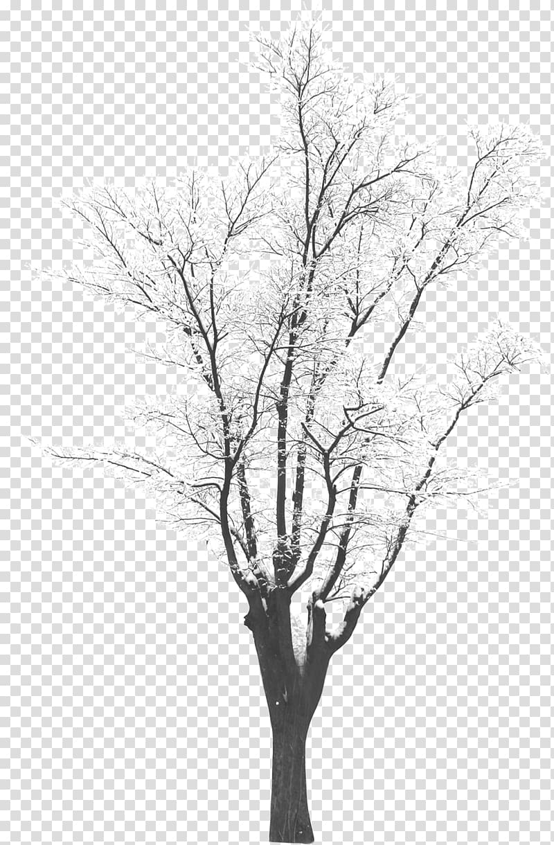 Tree Winter Monochrome , fir-tree transparent background PNG clipart