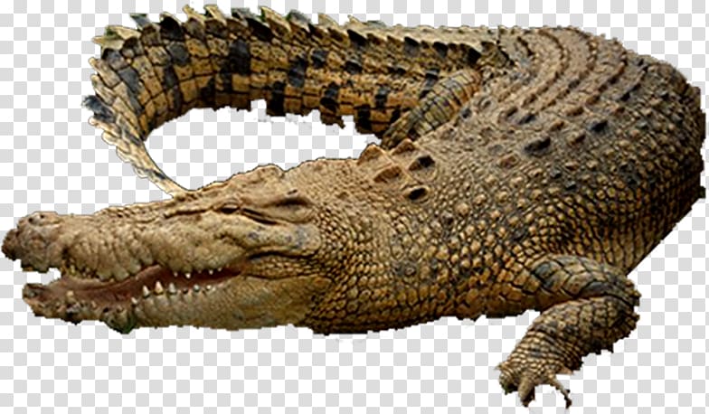 Alligators Nile crocodile Saltwater crocodile, crocodile transparent background PNG clipart