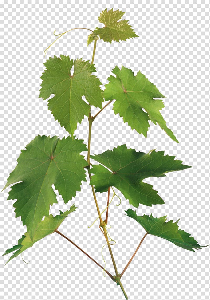 Leaf Branch Plant stem RAR, real leaves transparent background PNG clipart