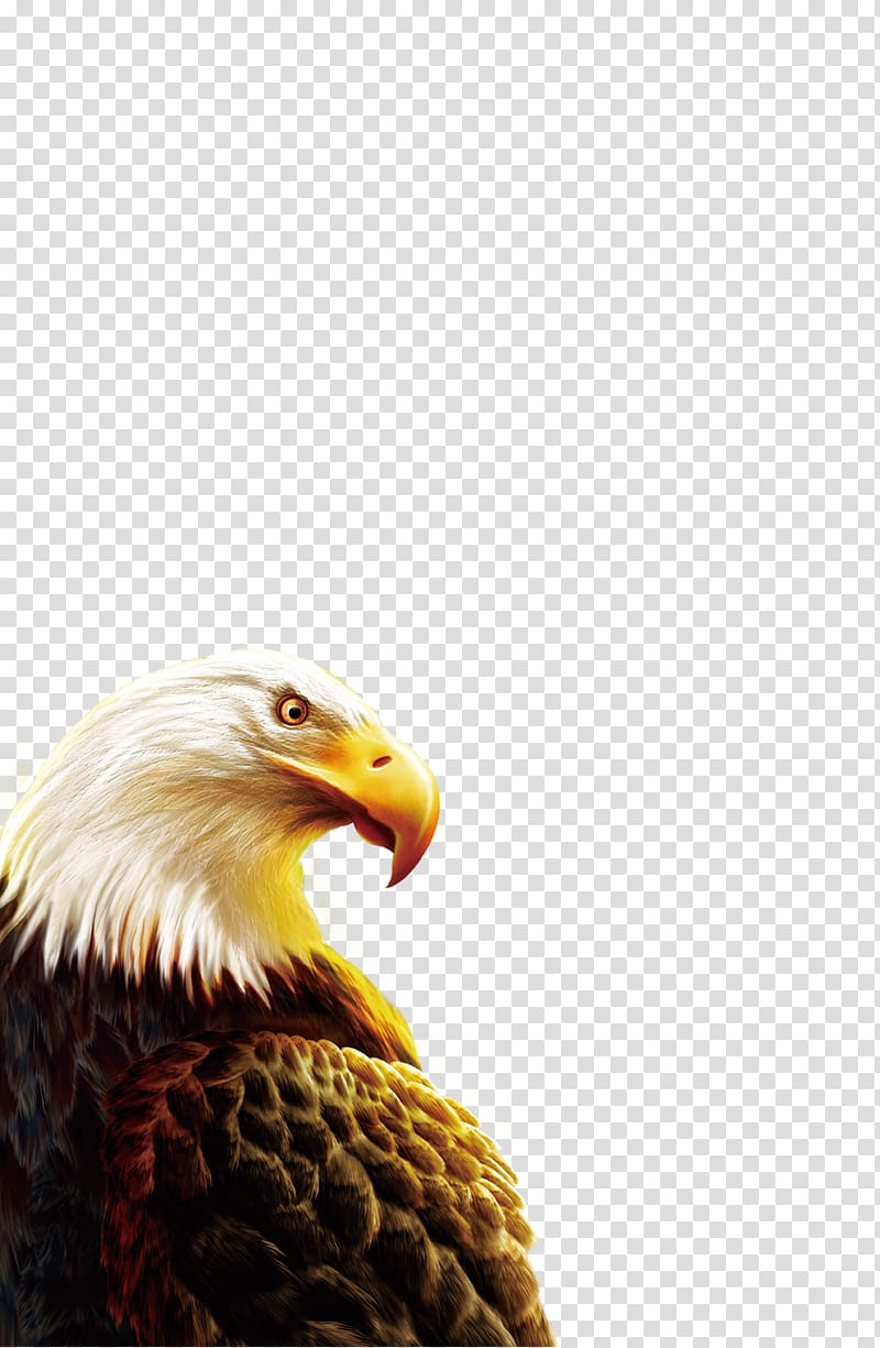 Eagle , eagle transparent background PNG clipart