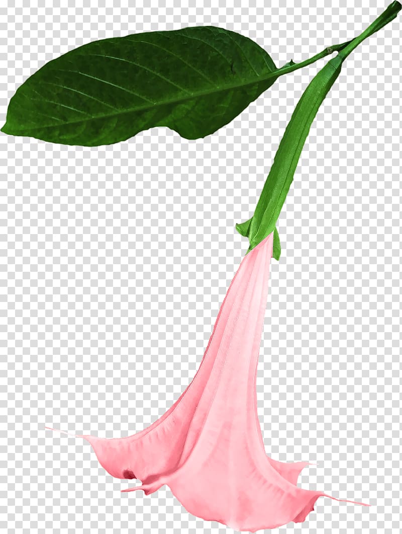 pink flower, Datura transparent background PNG clipart
