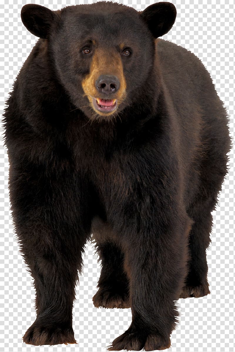 Brown bear American black bear , brown bear transparent background PNG clipart