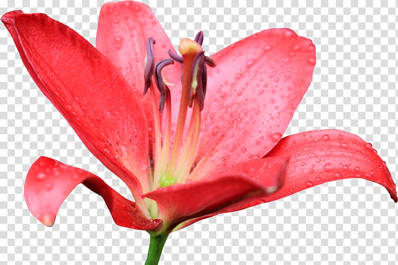 Flower Tiger lily Easter lily Petal, callalily transparent background PNG clipart