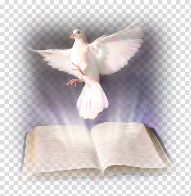 white pigeon, Bible Holy Spirit in Christianity Baptism with the Holy Spirit God, God transparent background PNG clipart