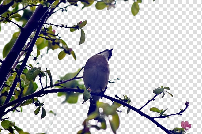 Bird Tree Euclidean , birds tree transparent background PNG clipart