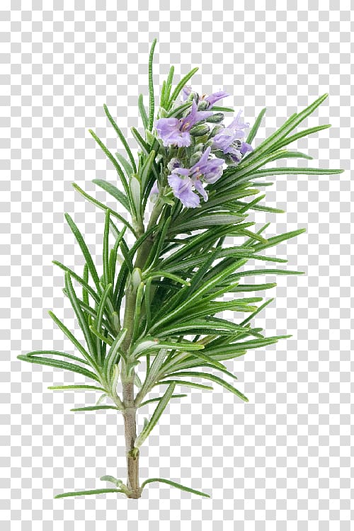 purple petaled flower art, Rosemary Herb Essential oil Plant Porchetta, plant extracts transparent background PNG clipart