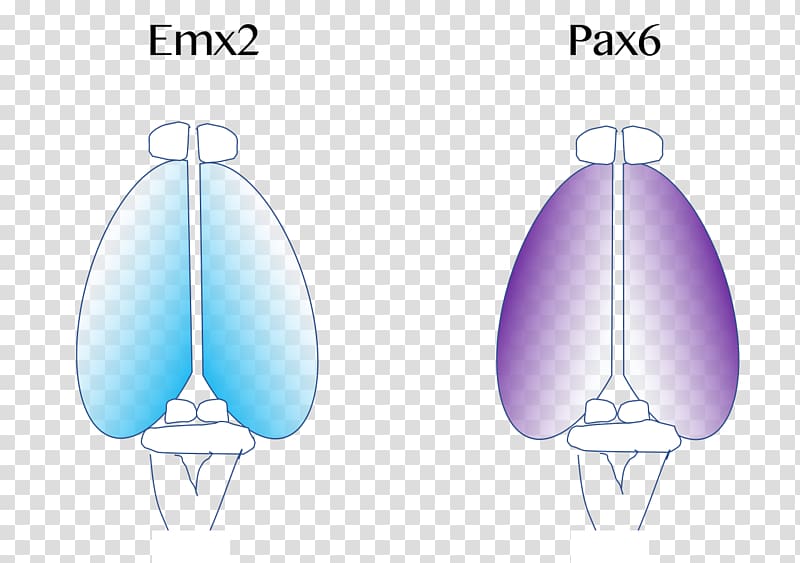 Cerebral cortex Brain Neocortex PAX6, the expression of the expression transparent background PNG clipart