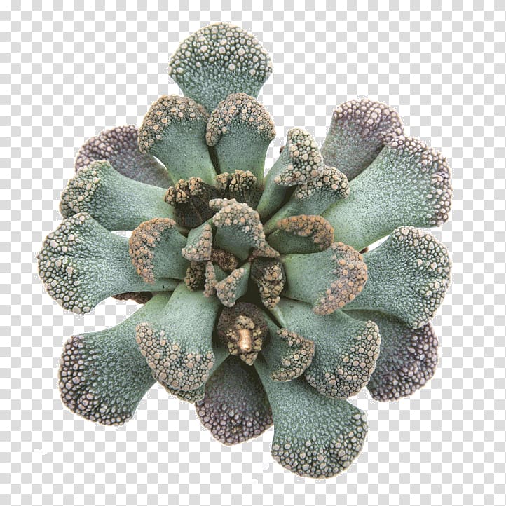 Cactaceae Titanopsis calcarea Succulent plant, suculent transparent background PNG clipart