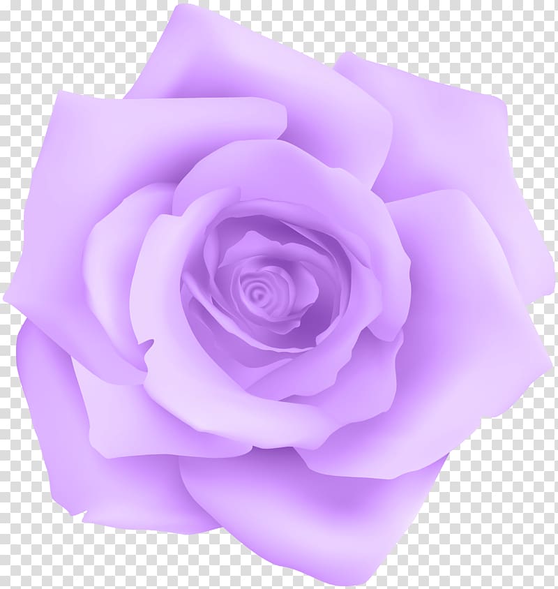 purple rose flower , Purple Rose Blue, Purple Rose transparent background PNG clipart