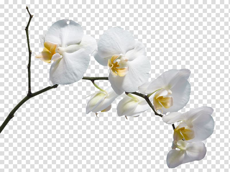 of white petaled flowers, Moth orchids Flower Please God Send Me a Husband , A white flower transparent background PNG clipart