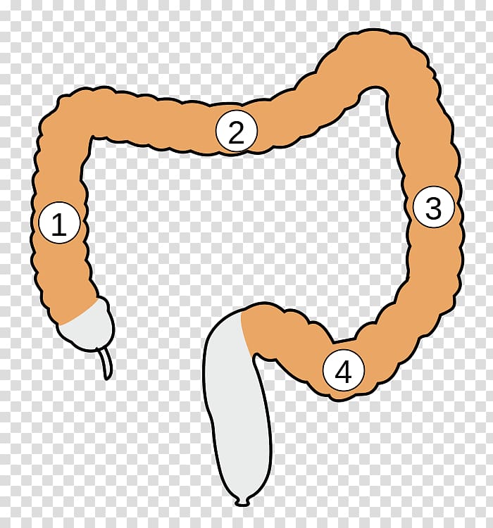 Large intestine Sigmoid colon Descending colon, colon transparent background PNG clipart