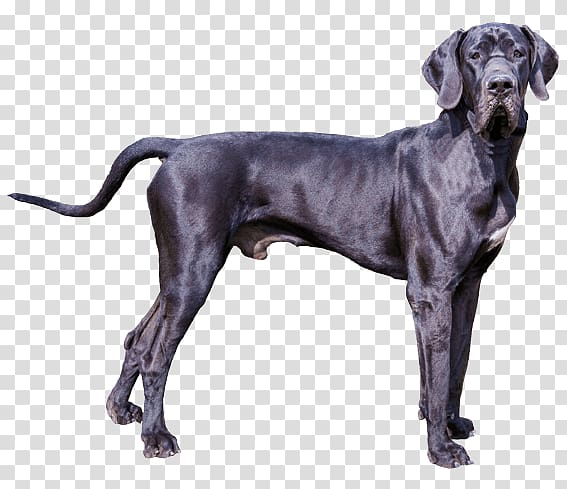 Great Dane Puppy Dogo Argentino Chihuahua Old Danish Pointer, puppy transparent background PNG clipart