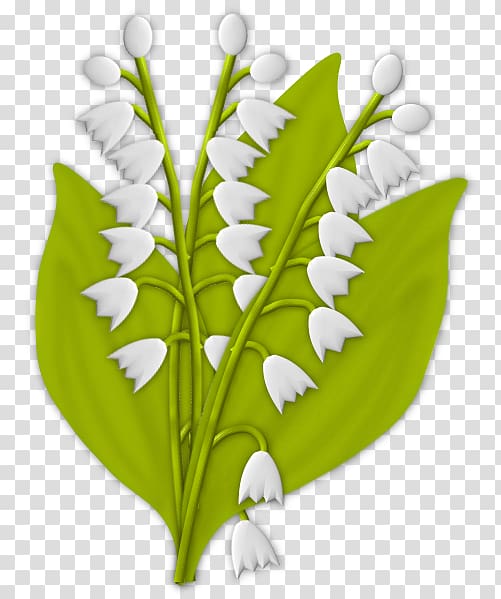 Lily of the valley Plant stem La Boîte à , lily of the valley transparent background PNG clipart