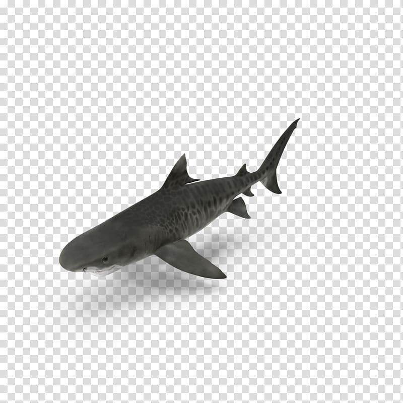 Shark Predator Benthic zone Predation, Benthic sharks transparent background PNG clipart