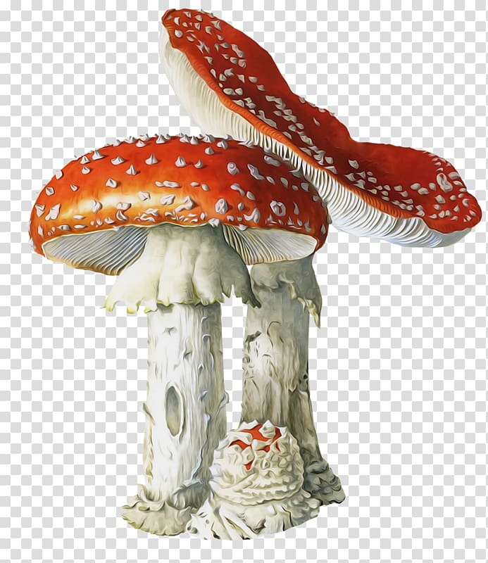 Poisonous mushroom Fungus Amanita muscaria Mushroom poisoning, mushroom transparent background PNG clipart