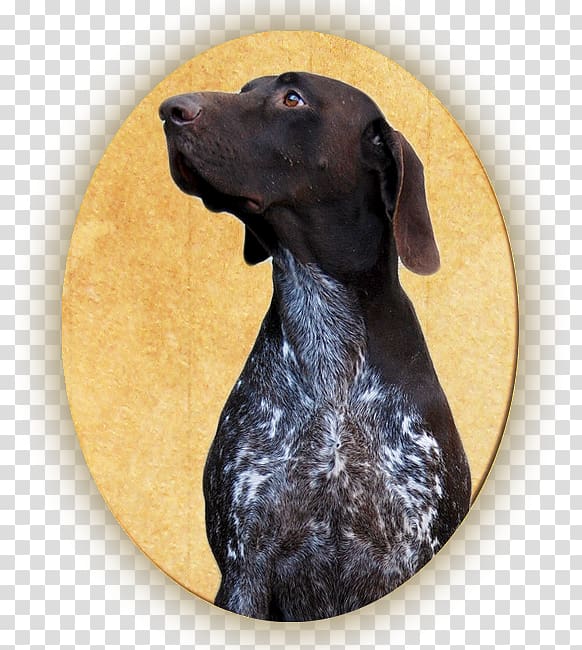 German Shorthaired Pointer Labrador Retriever Boykin Spaniel Dog breed Plott Hound, dog trophy transparent background PNG clipart