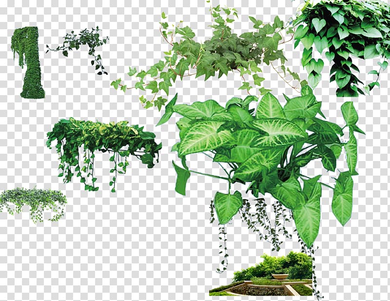 Parthenocissus tricuspidata Plant Green wall Computer file, Collection plants transparent background PNG clipart