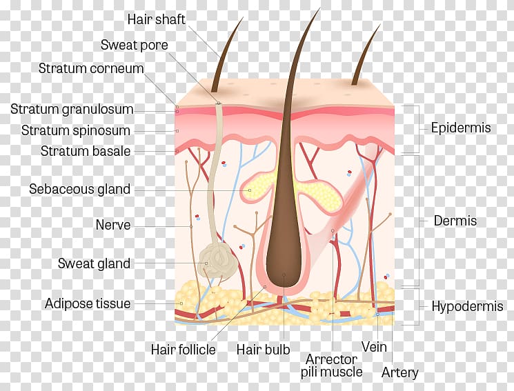 Human skin Anatomy Hair follicle Human body, hair transparent background PNG clipart