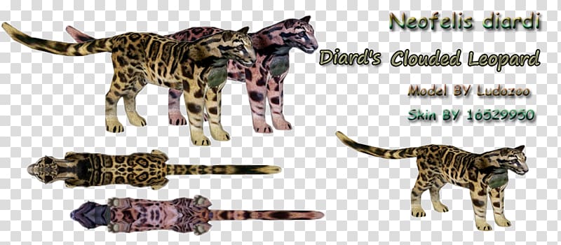 Bengal cat Fauna Terrestrial animal Wildlife Big cat, clouded leopard transparent background PNG clipart