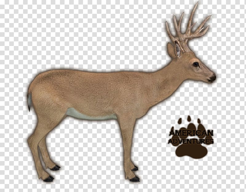 Zoo Tycoon 2: Extinct Animals Reindeer Portable Network Graphics, Reindeer transparent background PNG clipart