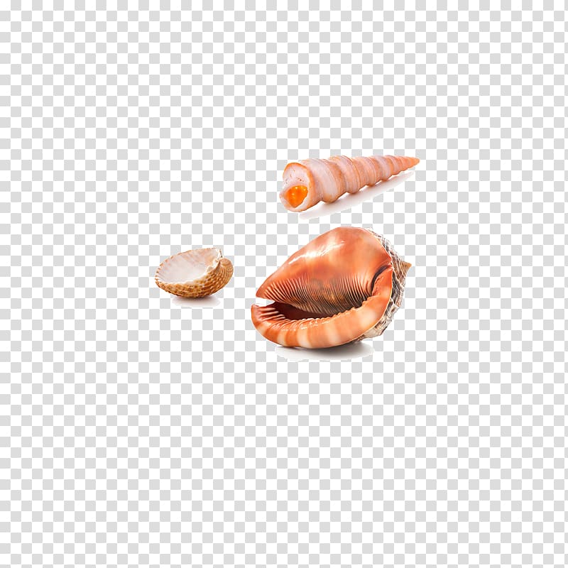 Bivalvia Seashell Nautilidae, Long conch transparent background PNG clipart